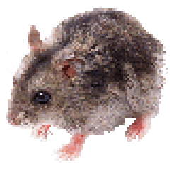 Mouse.png